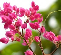 Hoa Ti gôn,truyền thuyết hoa Ti gôn, tigon,Bleeding Heart,Hoa Ti gôn