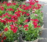 Hoa cẩm nhung,Hoa cẩm nhung