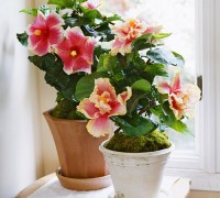 Dâm bụt,hoa dâm bụt,hoa dâng bụt,hoa râm bụt,bông bụp,bông lồng đèn,mộc cận,chu cận,đại hồng hoa,phù tang,hoa phù tang,phật tang,hoa phật tang,các loài hoa dâm bụt,dâm bụt thường,dâm bụt kép,dâm bụt có quả không,Hibiscus rosa-sinensis,ý nghĩa hoa dâm bụt,ý nghĩa hoa râm bụt,sự tích hoa dâm bụt,sự tích hoa râm bụt,họ bông,họ cẩm quỳ,Malvaceae,Dâm bụt