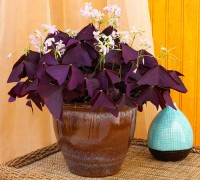 Cây me chua đất lá tím,chua me đất lá tím,cây chua me đất,cây bướm đêm,Cây me chua đất lá tím (Cây bướm đêm)