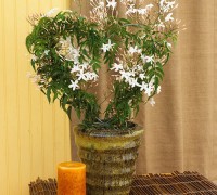 Hoa nhài,hoa lài,sự tích hoa nhài,công dụng y học của hoa nhài,nhài thái,nhài nhật,Hoa nhài