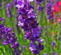Hoa oải hương,Lavendula,Lavandula angustifolia,Lavender,common lavender,true lavender,narrow-leaved lavende,ý nghĩa hoa oải hương,họ Hoa môi,Lamiaceae,Hoa oải hương