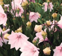 Hoa sao băng,Hoa sao băng