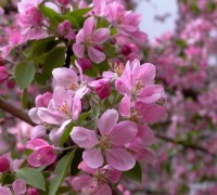 Hoa anh đào,Quốc hoa Nhật Bản,Hoa anh đào