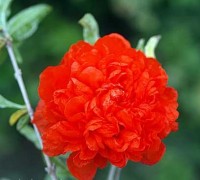 lựu hạnh,cây thừu lựu,cây hoa lựu, thạch lựu, lựu kép,Hoa lựu hạnh