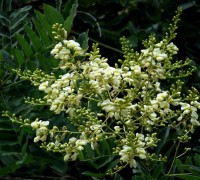 Cây hòe,hoa hòe,cây ngày tết,Styphnolobium japonicum,Sophora japonica,ý nghĩa của hoa hòe,tác dụng của hoa hòe,họ đậu,Fabaceae,Cây hòe