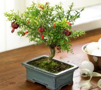 Cây thạch lựu,Cây thạch lựu