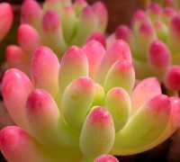 Hoa đá,sen đá,cây sen đá,cây hoa đá,hoa da,sen da,Hoa đá