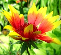 Cây hoa mật,Cây hoa Mật