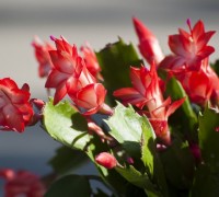 Hoa càng cua,hoa nhật quỳnh,hoa tiểu quỳnh,lan huỳnh,lan càng cua,Zygocactus truncatus (Hax) Moran,Christmas Cactus,Hoa càng cua (hoa Nhật quỳnh)
