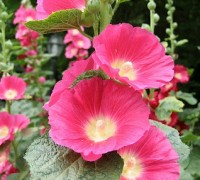 Hoa thục quỳ,hoa mãn đình hồng,hoa thuc quy,hoa man dinh hong,mãn đình hồng,Althaea rosea,Alcea rosea,Malvaceae,Hollyhock,Hollyhock Mallow,ý nghĩa hoa thục quỳ,ý nghĩa hoa mãn đình hồng,Hoa mãn đình hồng ( Thục Quỳ )