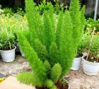 Trúc đuôi chồn,Tùng Đuôi Chồn,ngọc lục bảo,măng tây,dương xỉ,cây trúc,Trúc đuôi chồn