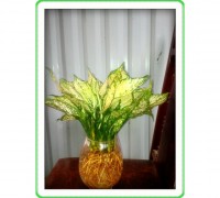 cây ngọc ngân,cây ngọc ngân thủy sinh,cây ngân hậu,cay ngan hau,ngân hậu,ngọc ngân,cây nội thất,cây trong nhà,cây phong thủy,tài lộc,Cây ngọc ngân thủy sinh