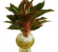 cây Phú Quý,cây phong thủy,cây nội thất,cây trong nhà,cây thịnh vượng,Aglaonema Red,Aglaonema hybrid Pride of Sumatra,Cây Phú Quý