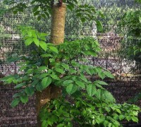 Cây hạnh phúc,cây nột thất,cây xanh,Cây hạnh phúc