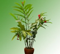 Cây Kim thất,Thổ Tam Thất,Trà Một Lá,cây nội thất,Thụy Điển,Cây Kim thất tai