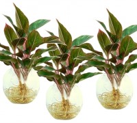 cây vạn phúc,cây thủy sinh,cây ngày Tết,Cây Vạn phúc