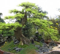 Cây Me,cay me,bonsai,cay ngoai that,Tamarindus indica,Tamarindus,Cây Me