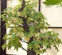 Cây bạch đàn Liquidambar,cay bach dan,Liquidambar,Cây bạch đàn Liquidambar