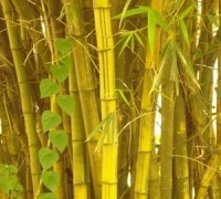 tre ngà,cây tre ngà,cây tre,cây tre Thánh Gióng,Tre Ngà