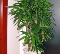 Thanh Lan,cây thanh lan,cây nội thất,cây văn phòng,cây phong thủy,Dracaena angustifolia,Cây Thanh Lan