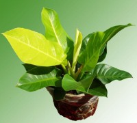 Cây Đại đế vàng,trầu bà đế vương vàng,cây để bàn,cây văn phòng,cây nội thất,Philodendron scandens,Cây đại đế vàng