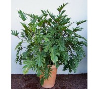 Trầu bà tay phật,trau ba tay phat,cây nội thất,Philodendron selloum,cây họ ráy,trầu bà,trau ba,Trầu bà tay phật ( Philodendron selloum )