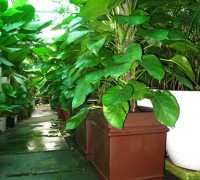 Trầu bà Saphia,Sapphire,cây nội thất,cây trầu bà,Philodendron erubescens,trầu bà,trau ba,Trầu bà Saphia ( Sapphire )