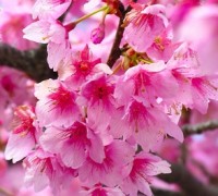 Mai anh đào,đào Đà Lạt,hoa đào,cây đào,đào ngày Tết,đào Nhật Bản,Mai anh đào ( Đào Đà Lạt )