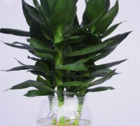 Cây búp sen,phát tài búp sen,phát tài bông súng,phat tai bong sung,búp sen,phát tài búp sen ngày tết,phát tài,phát lộc,cây nội thất,cây thủy sinh,cây ngày tết,Cây búp sen (Phát tài búp sen)