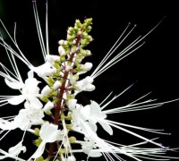 Cỏ râu mèo,hoa râu mèo,râu mèo,co rau meo,hoa rau meo,cây cỏ,hoa môi,Cỏ râu mèo