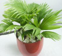 Cây cọ Nhật,cọ Nhật,cây cọ,Arecaceae,cây nội thất,Licuala grandis,Arecaceae,Cây Cọ Nhật