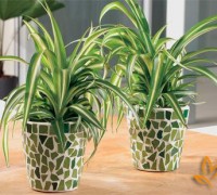 Cây Nhện,Lục thảo trổ,Cỏ mệnh môn,Luyến khách,Spider plant,Chlorophytum comosum,Cây Nhện