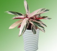 Cây Hồng Quân tử,hồng quân tử,hồng yến,hong quan tu,Cteranthe oppenheimiana,Marantaceae,Cây Hồng Quân tử ( Hồng yến )