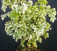 Đinh lăng trắng,đinh lăng,Gỏi Cá,Nam Dương Sâm,Polyscias variegate,Araliaceae,Đinh lăng trắng