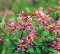 Hồng ngọc mai,cây hồng ngọc mai,hong ngoc mai,sơ ri,so ri,sơ ri cảnh,Malpighia glabra,Malpighiaceae,cây nội thất,cây phong thủy,Hồng ngọc mai