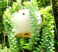 Sen đá chuỗi ngọc,sen da chuoi ngoc,sen đá,chuỗi ngọc,cây chuỗi,Sedum morganianum,Senecio rowleyanus,Crassulaceae,cây chuỗi xanh nguyên sản,Sen đá chuỗi ngọc