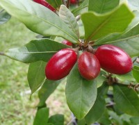Cây Thần kỳ,cay than ky,cay than ki,cây kỳ diệu,Synsepalum dulcificum,taami,asaa,ledidi,Sapotaceae,Cây Thần kỳ