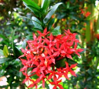 Hoa trang đỏ,Hoa mẫu đơn,hoa trang,đơn đỏ,long thuyền hoa,nam mẫu đơn,Ixora coccinea,thiến thảo, Rubiaceae,Hoa trang đỏ ( Hoa mẫu đơn )
