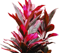 Cây huyết dụ,huyết dụ lá đỏ,thiết thụ,phất dũ,Folium Cordyline,cây y học,Cordyline terminalis Kunth var.ferrea Bak,Dracaenaceae,quyền diên ái,Cây huyết dụ