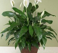 Huệ hòa bình,cây huệ hòa bình,hoa huệ,cây nội thất,cây phong thủy,Spathiphyllum sp,Peace Lily,White Flag,Huệ hòa bình