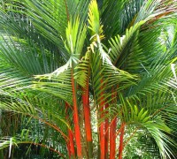 Cây cau đỏ,cau đỏ,cau đỏ bẹ,cay cau do,cây cau,cau cảnh,cau cảnh đỏ,Cyrtostachys renda,Arecaceae,cây nội thất,cây ngoại thất,Cây cau đỏ