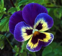 Hoa Păng xê,hoa pang xe,hoa bướm,tử la lan,hoa buom,y nghia cua hoa pang xe,Viola tricolor,pang-xe,pang se,pensee,hoa tình yêu,hoa tinh yeu,Hoa Păng xê