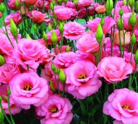 Hoa Cát tường,hoa cat tuong,cát tường,hoa lan tường,hoa lan tuong,lan tường,cat tuong,hoa tình yêu,y nghia cua hoa cat tuong,hoa tình yêu,hoa may mắn,Eustoma russellianum,Eustoma grandiflorum,họ Long Đởm,Gentianaceae,Cát Tường - Lan Tường