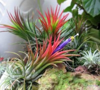 Cây Không khí,cay khong khi,Tillandsia,Air plant,Bromeliaceae,dứa,Cây Không khí