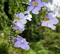 Hoa cát đằng,hoa cat dang,cát đằng,cat dang,bông báo,dây bông xanh,Thunbergia grandiflora,Acanthaceae,cây hoa,Cát đằng