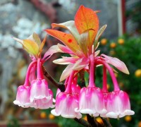 Hoa đào chuông,hoa dao chuong,đào chuông,dao chuong,đỗ quyên,Ericcaceae,Ericales,cây hoa,hoa đẹp,Magnoliopsida,Bà Nà,Bà Nà Hill,Đà Nẵng,Hoa đào chuông