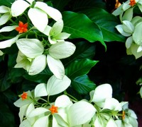 Cây bướm bạc,cay buom bac,bướm trắng,cây hoa bướm,bươm bướm,ngọc diệp kim hoa,Mussaenda frondosa Linn,Mussaenda pubescens Ait.f,cây hoa,hoa đẹp,Cây bướm bạc - bướm trắng