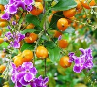 Cây chuỗi ngọc,chuỗi ngọc,cay chuoi ngoc,cây thanh quan,Rìa xanh,Dâm xanh,Chim chích,Chuỗi xanh,Duranta repens cv. Dwarf Yello,Chuỗi ngọc