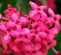 Cây liễu hồng,cay lieu hong,liễu mai,lieu mai,cúc nữ hoàng,cuc nu hoang,rondeletia leucophylla,rubiaceae,Liễu Hồng
